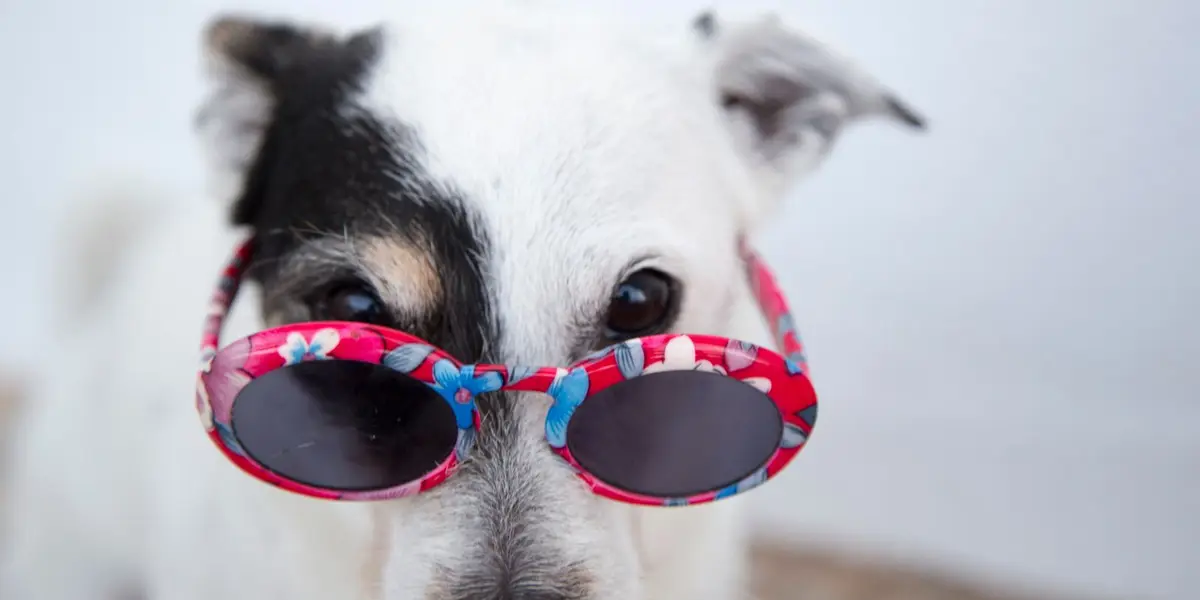 Hund mit bunter geblümter Sonnenbrille auf der Nase